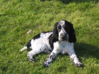 Cocker anglais (spaniel)