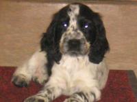 Cocker anglais (spaniel)