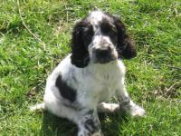 Cocker anglais (spaniel)