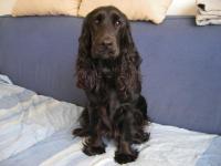 Cocker anglais (spaniel)