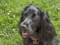 Cocker anglais (spaniel)