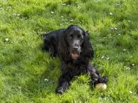 Cocker anglais (spaniel)