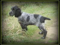 Cocker anglais (spaniel)