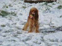 Cocker anglais (spaniel)