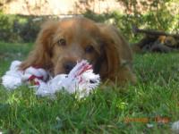 Cocker anglais (spaniel)