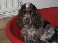 Cocker anglais (spaniel)