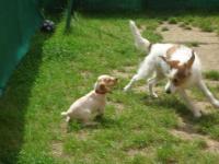 Cocker anglais (spaniel)