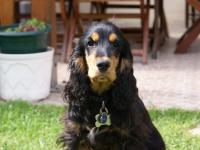 Cocker anglais (spaniel)