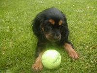 Cocker anglais (spaniel)