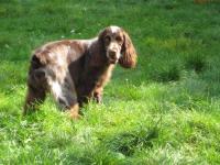 Cocker anglais (spaniel)