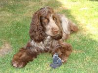 Cocker anglais (spaniel)