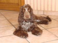 Cocker anglais (spaniel)