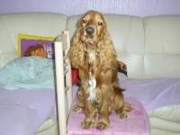 Cocker anglais (spaniel)