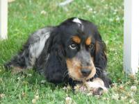 Cocker anglais (spaniel)