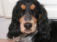 Cocker anglais (spaniel)