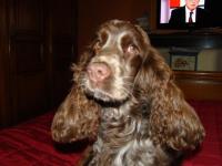 Cocker anglais (spaniel)