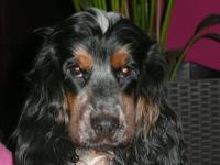 Cocker anglais (spaniel)