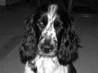 Cocker anglais (spaniel)