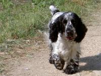 Cocker anglais (spaniel)