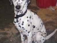 Dalmatien