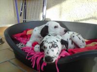 Dalmatien