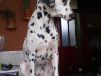 Dalmatien