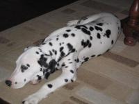 Dalmatien