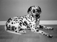 Dalmatien