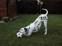 Dalmatien