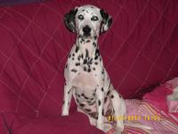 Dalmatien