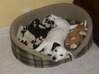 jack russel et parson russel