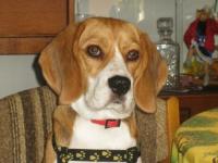 beagle