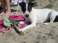 jack russel et parson russel