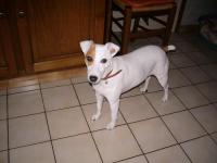 jack russel et parson russel