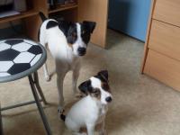 jack russel et parson russel