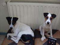 jack russel et parson russel