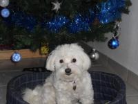 bichon maltais