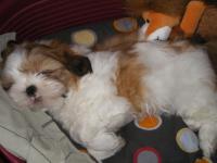 shih tzu