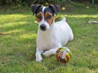 jack russel et parson russel