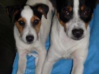 jack russel et parson russel