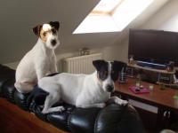 jack russel et parson russel