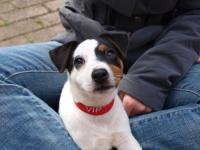 jack russel et parson russel