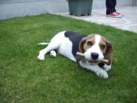 beagle