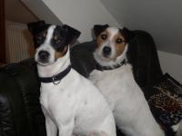 jack russel et parson russel