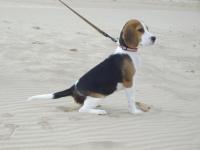 beagle