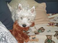 west-highland white terrier (westie)