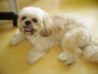 shih tzu