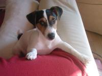 jack russel et parson russel