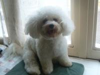 bichon frisé