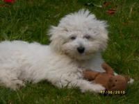 Bichon maltais